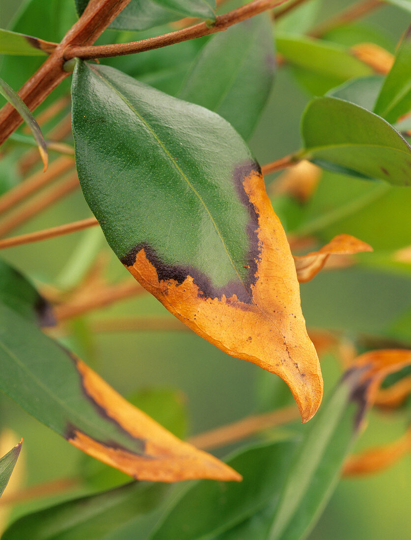 Damaged privet leaf