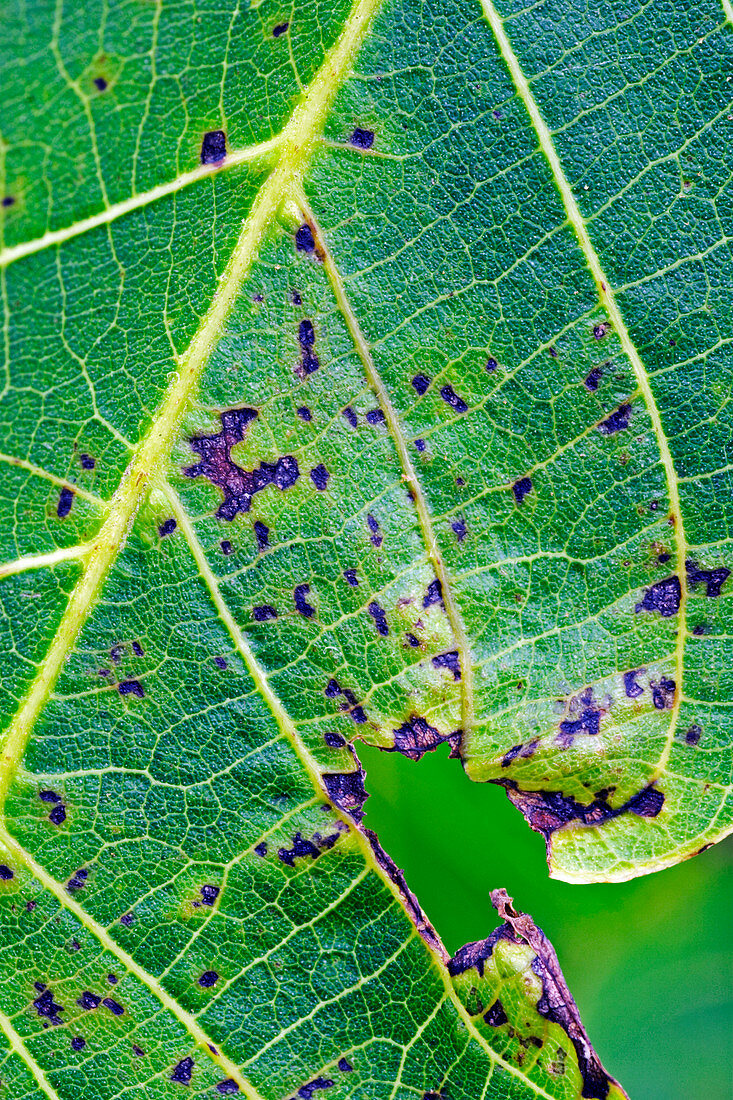 Walnut leaf with leaf spot