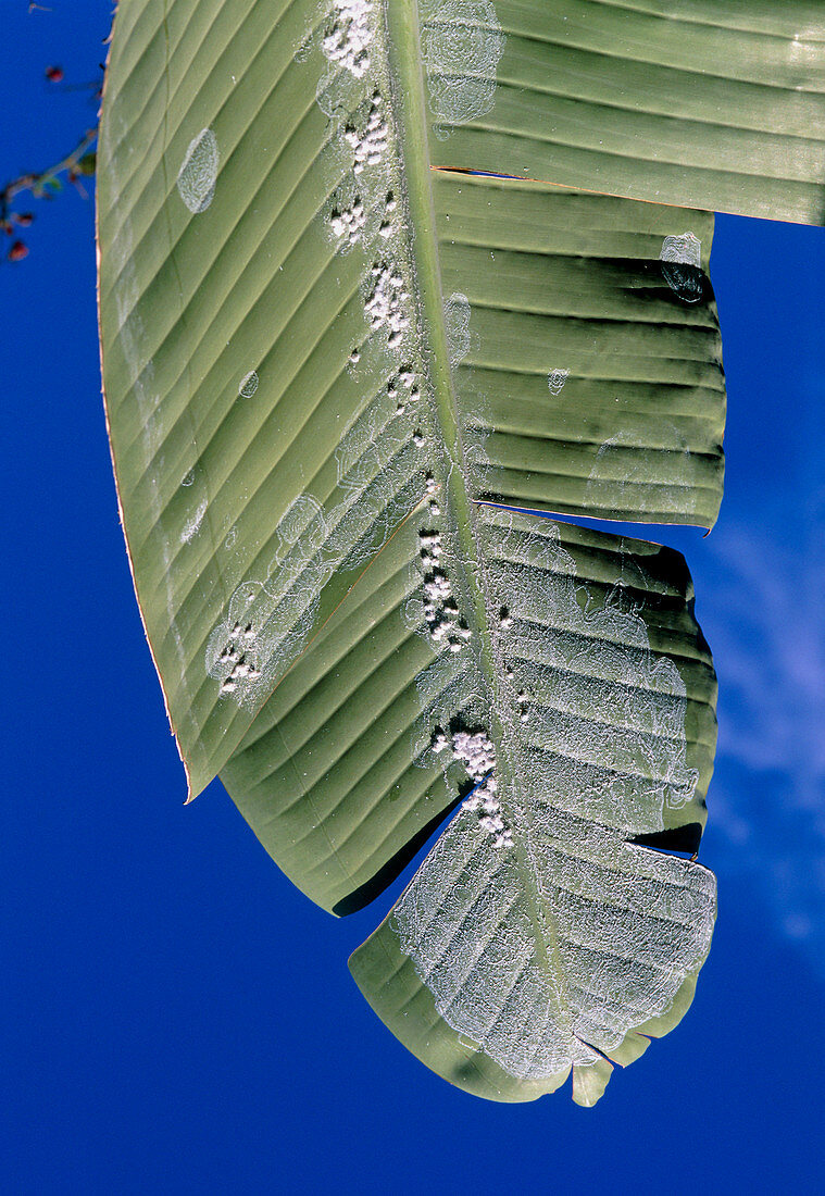 Banana leaf infested with mealybugs