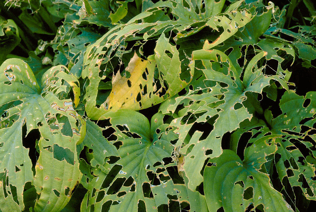 Slug damage of hosta leaves