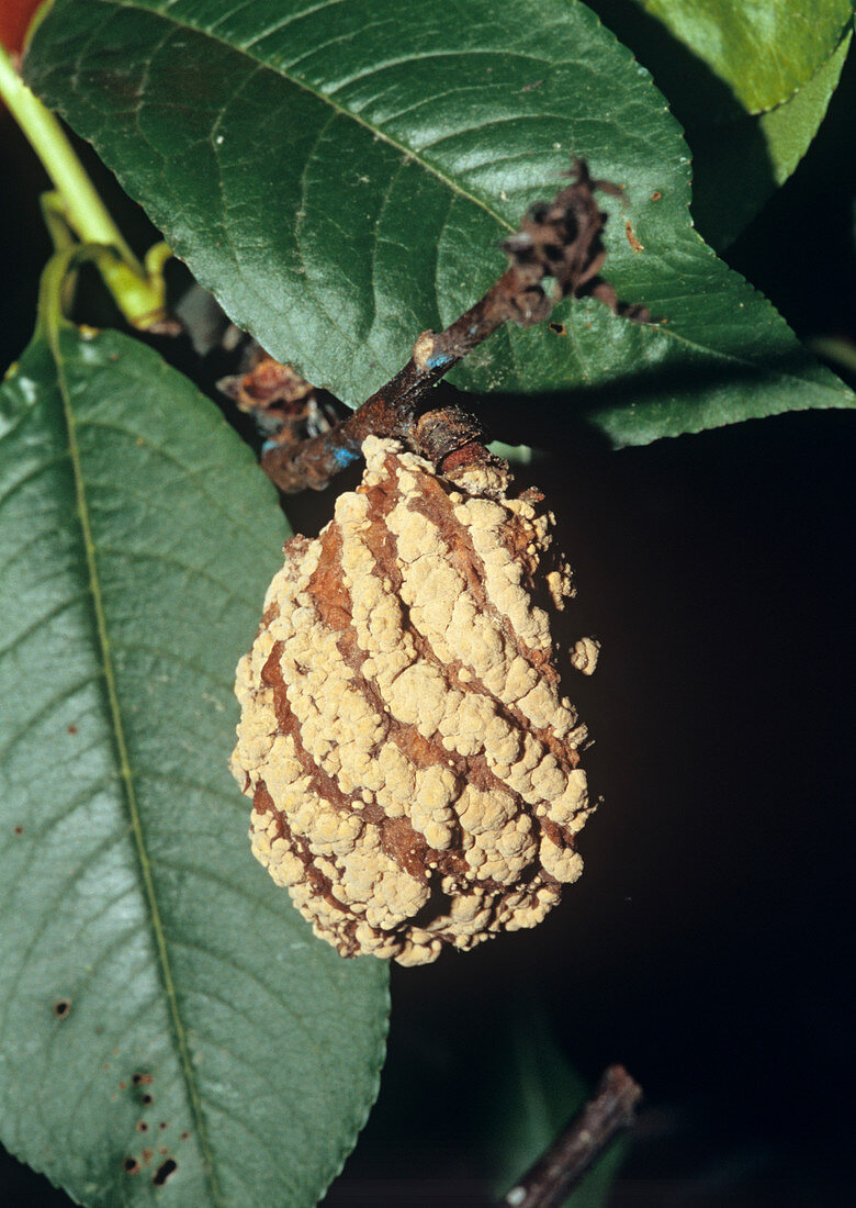 Nectarine 'Nectared 4' with brown rot