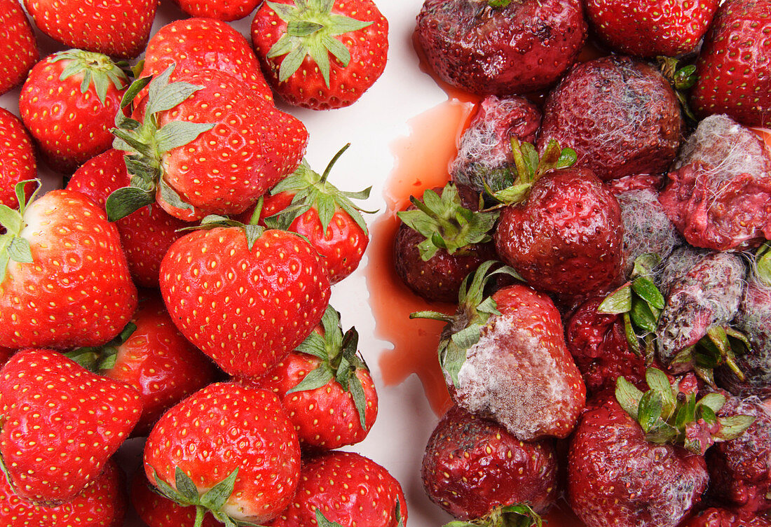 Irradiated and normal strawberries