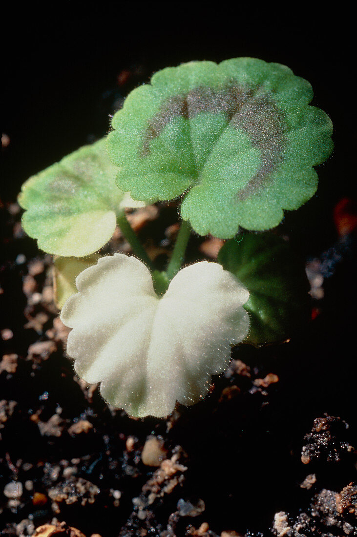 Albino leaf on Pelargonium hortorum plant
