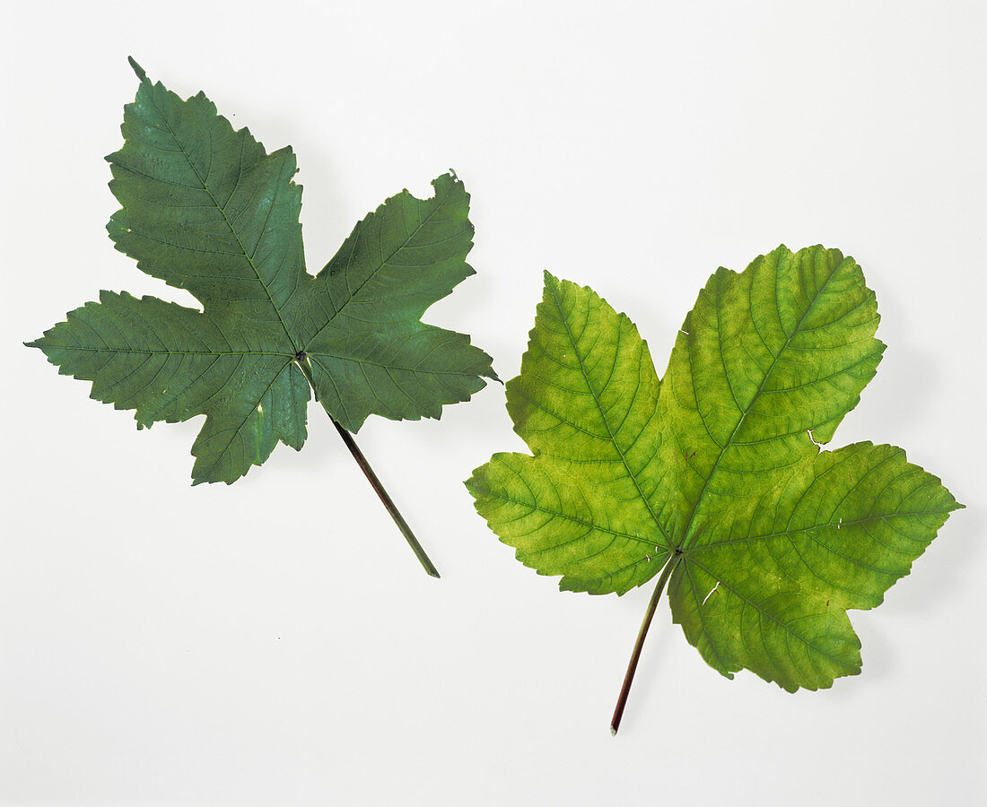 Leaf chlorophyll deficiency