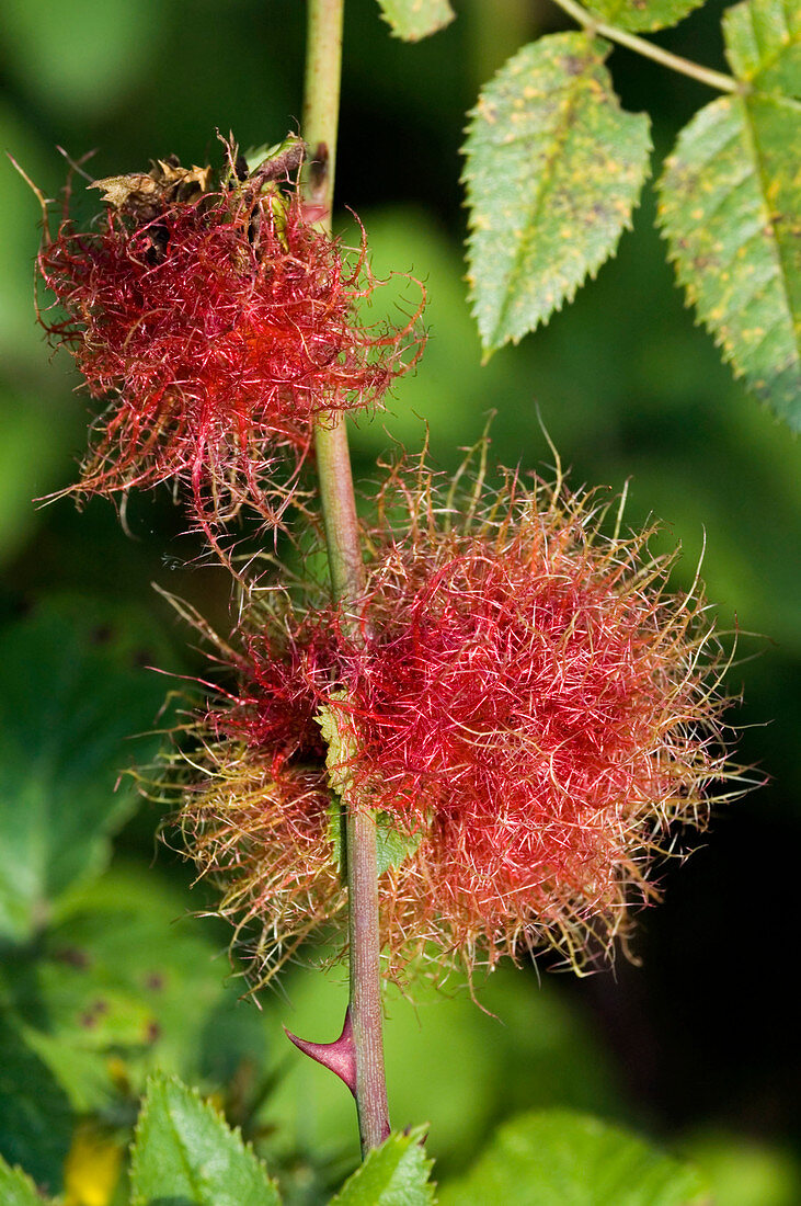 Bedeguar gall on wild rose