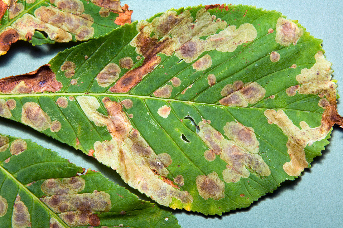 Leaf miner moth damage