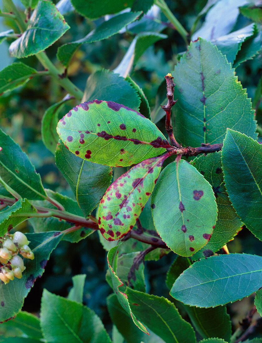 Arbutus leaf spot