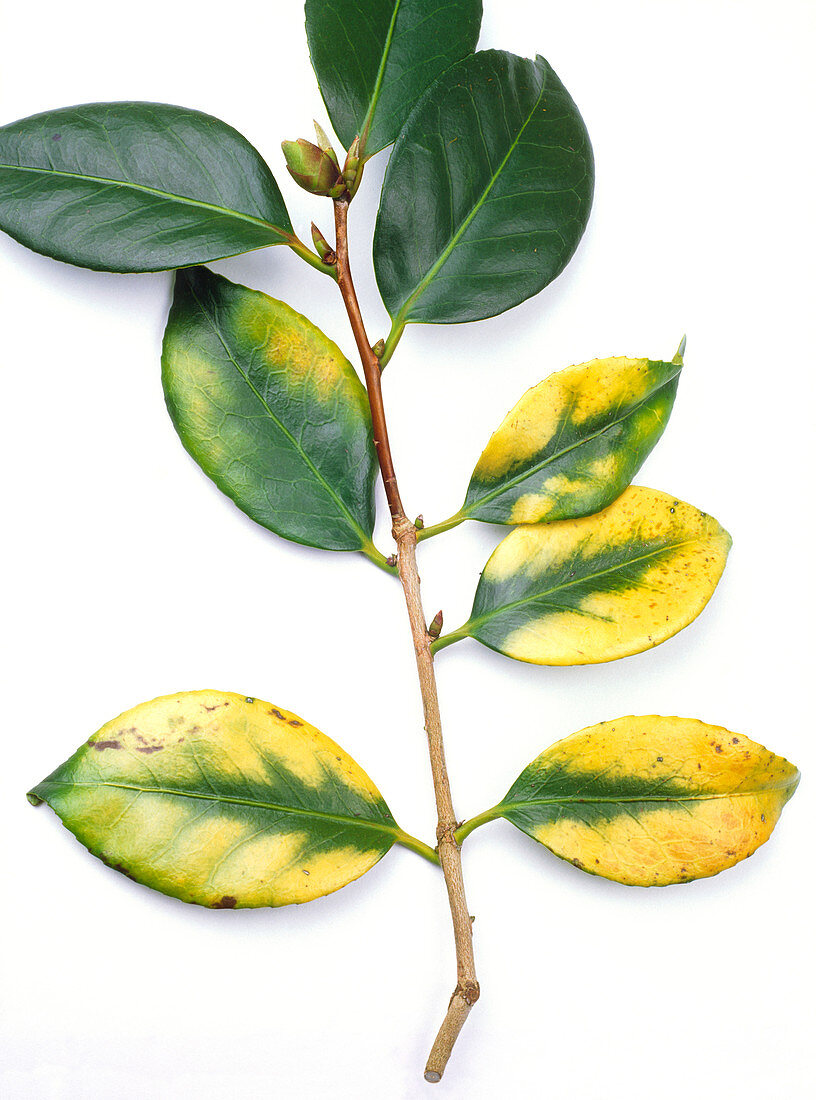 Camellia yellow mottle infection