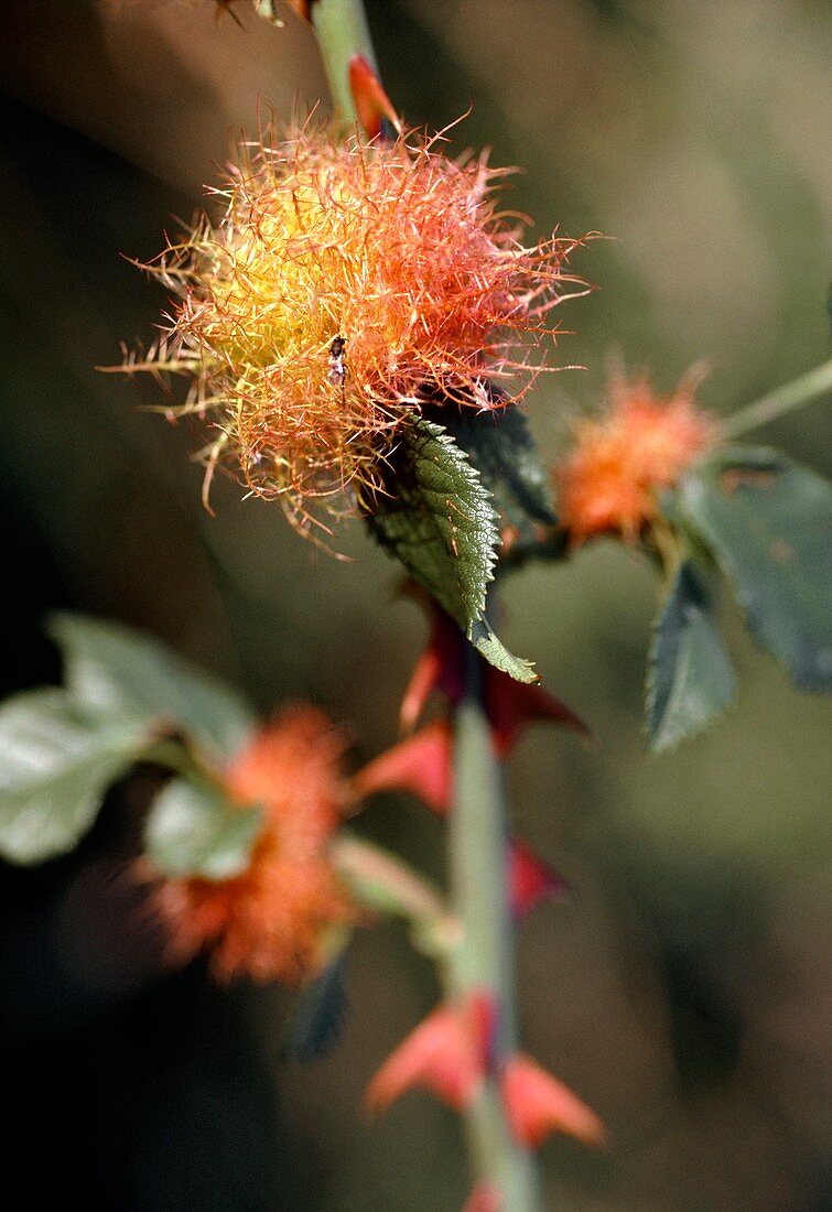 Robin's pincushion galls