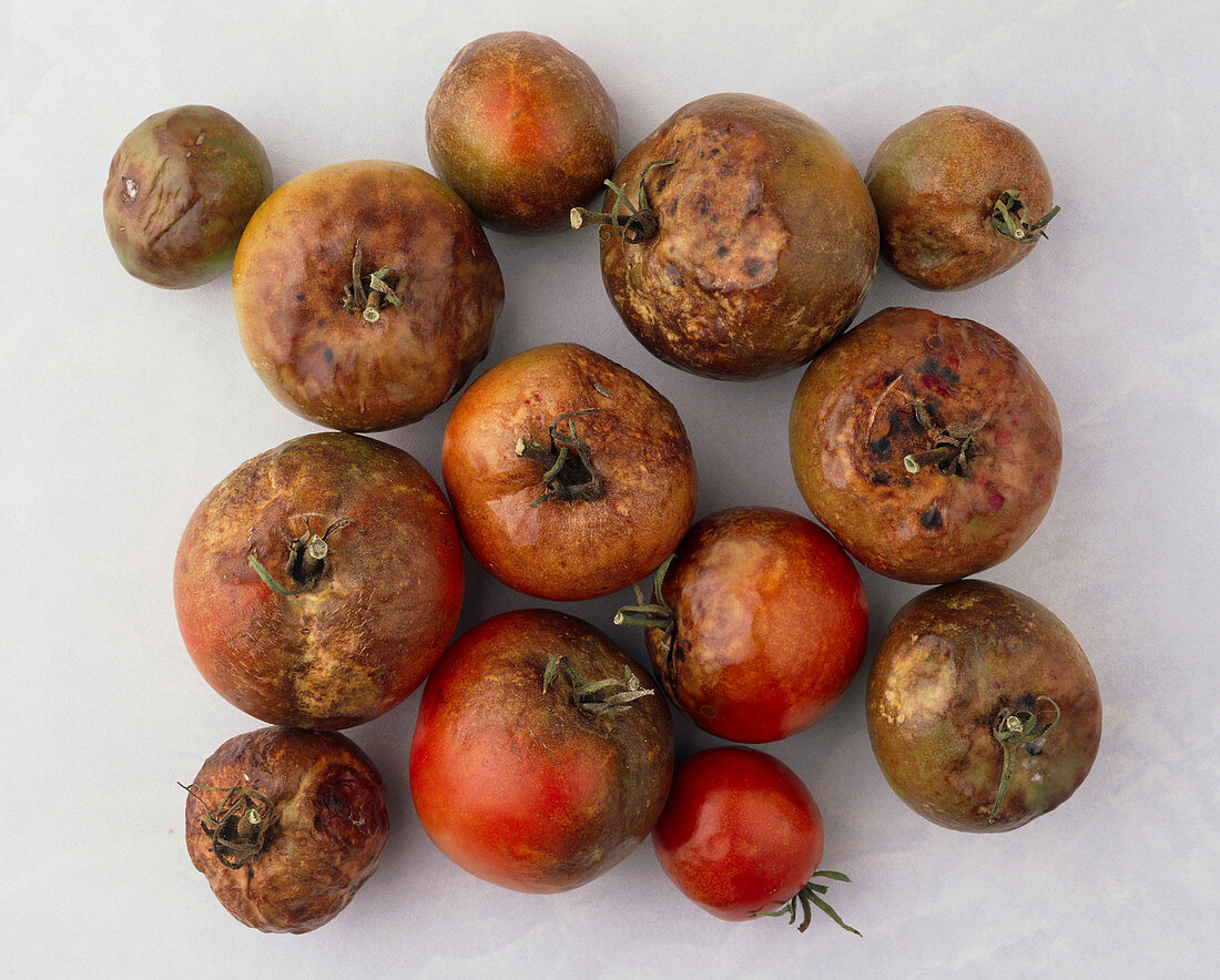 Frost-damaged tomatoes