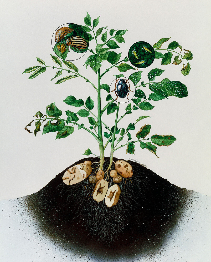 Art of pest and diseases of potato plant