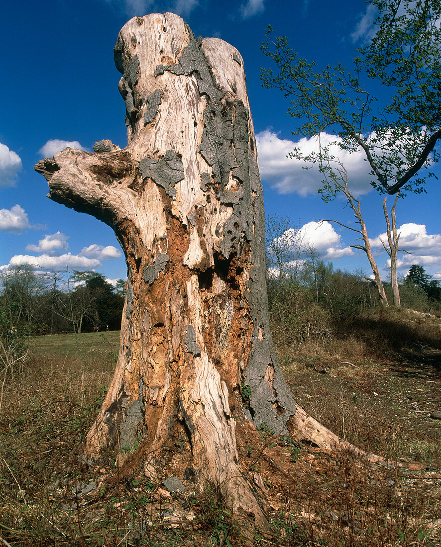 Tree stump eaten by insects