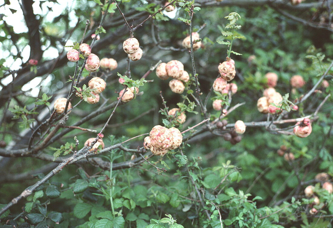Oak-apples caused by gall wasps