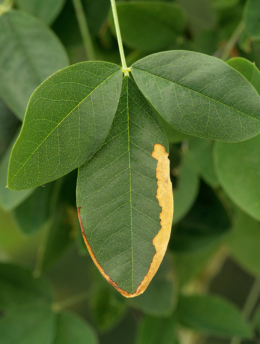 Insect damage to a laburnum leaf
