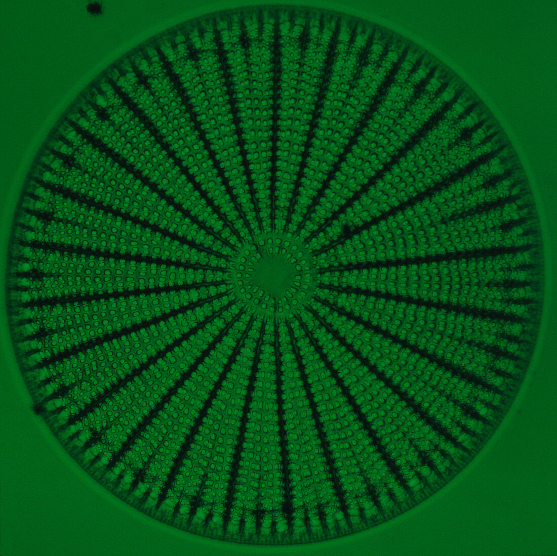 Wheel-shaped diatom,Arachnoidiscus