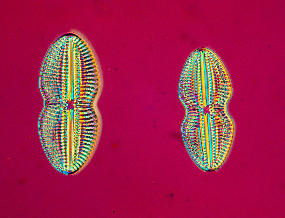 LM of two marine diatoms,Navicula sp