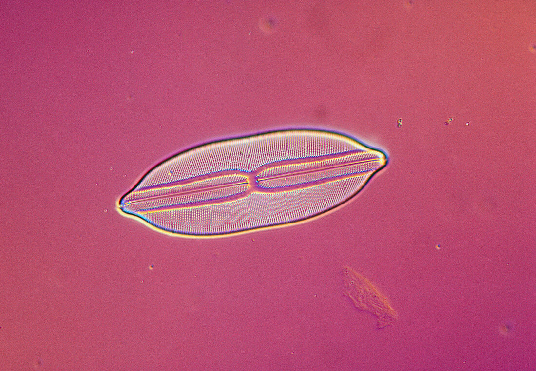 LM of the marine diatom Navicula lyra