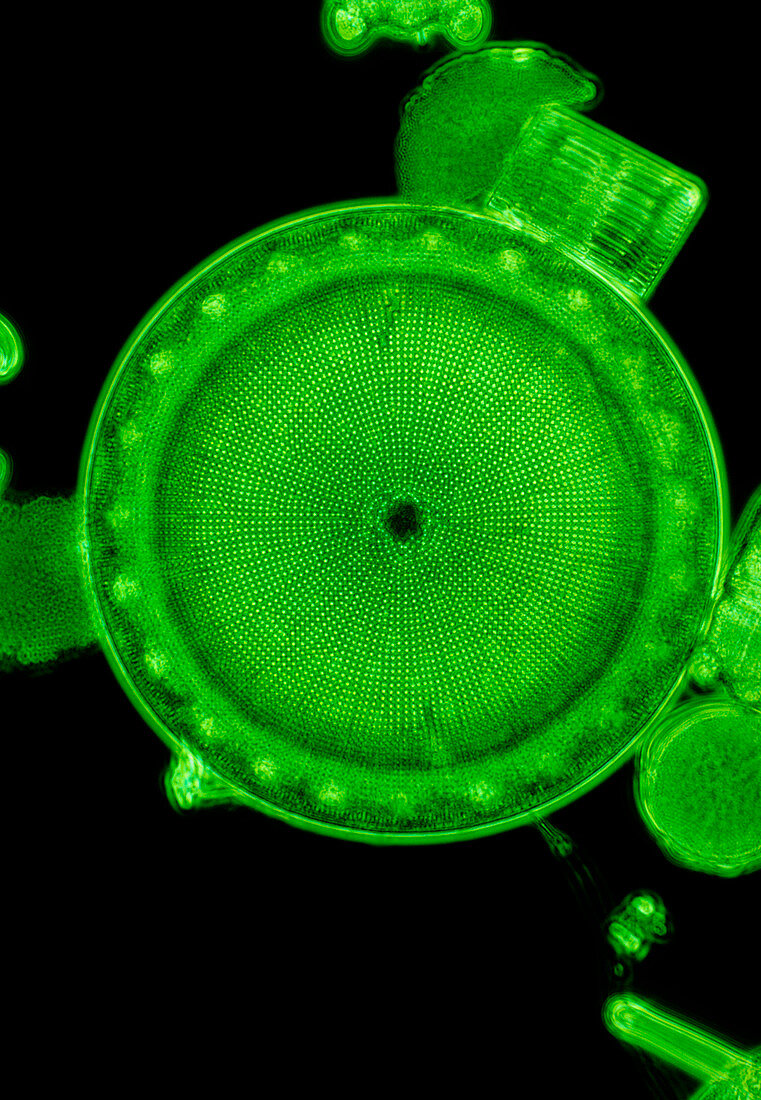 Marine diatom from Maldives