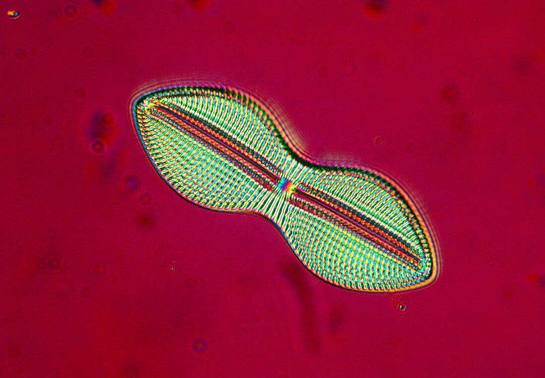 LM of the marine diatom,Navicula sp