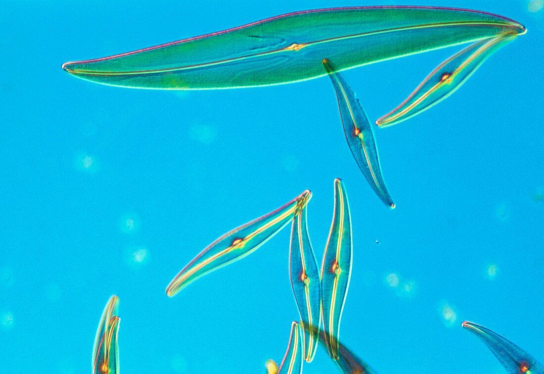 LM of rod-shaped diatoms,Gyrosigma sp