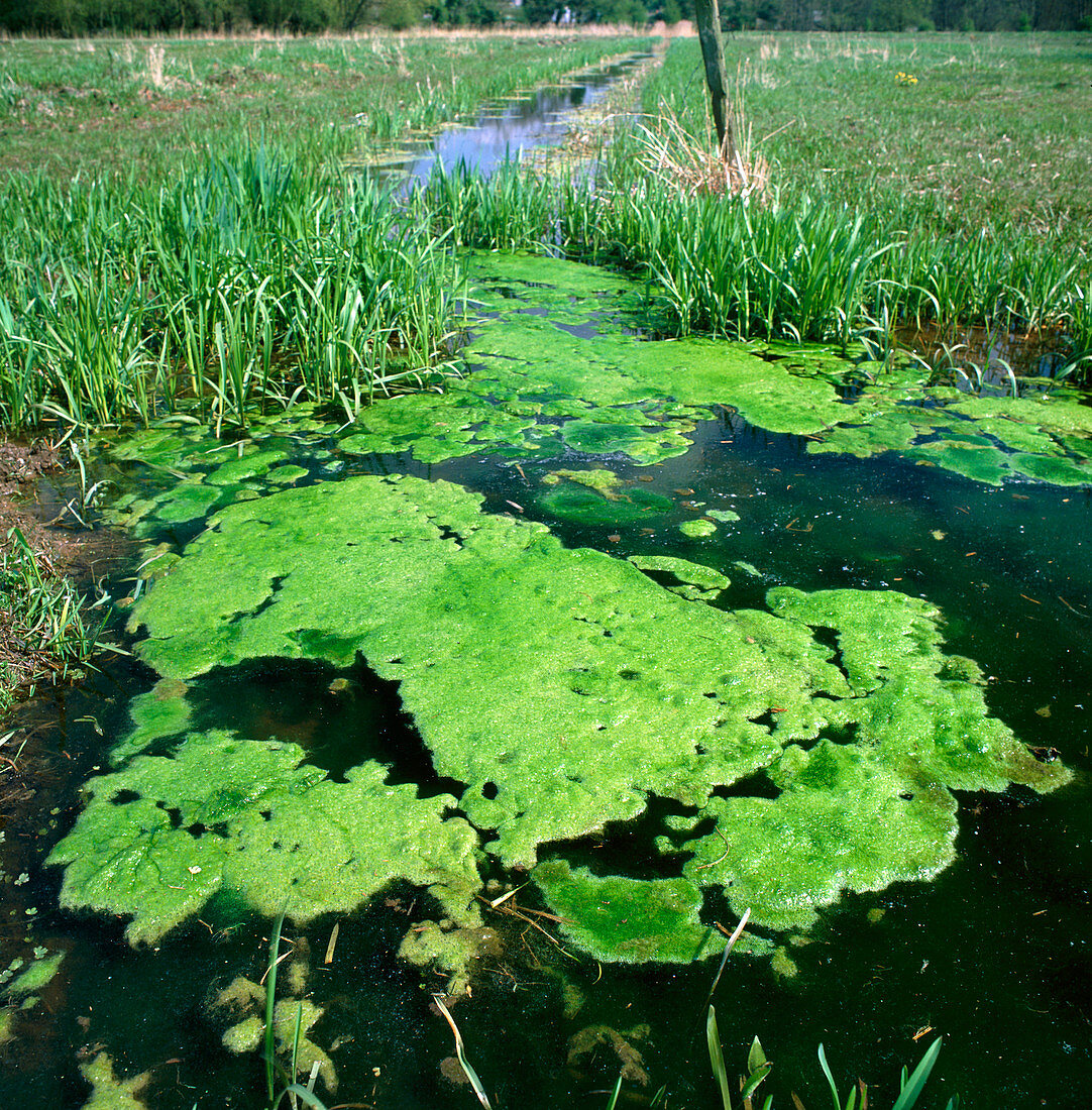 Clumps of spirogyra green algae