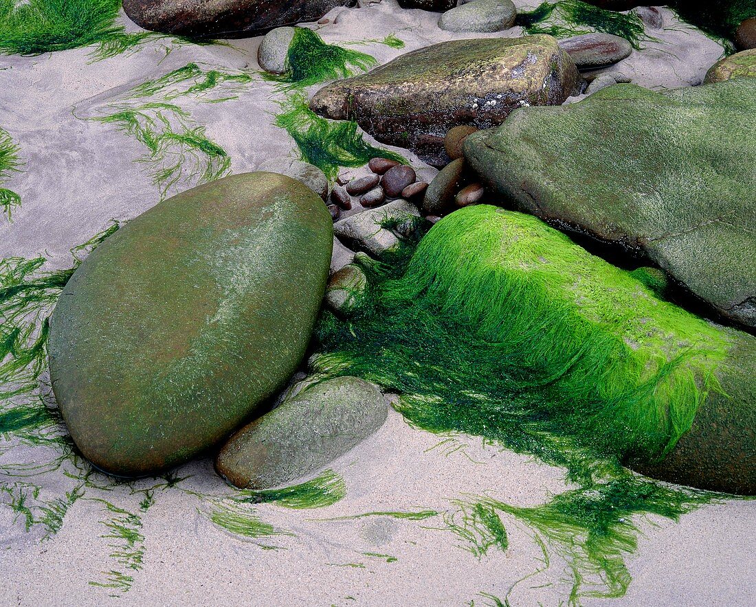 Green algae in estaurine tidal zone