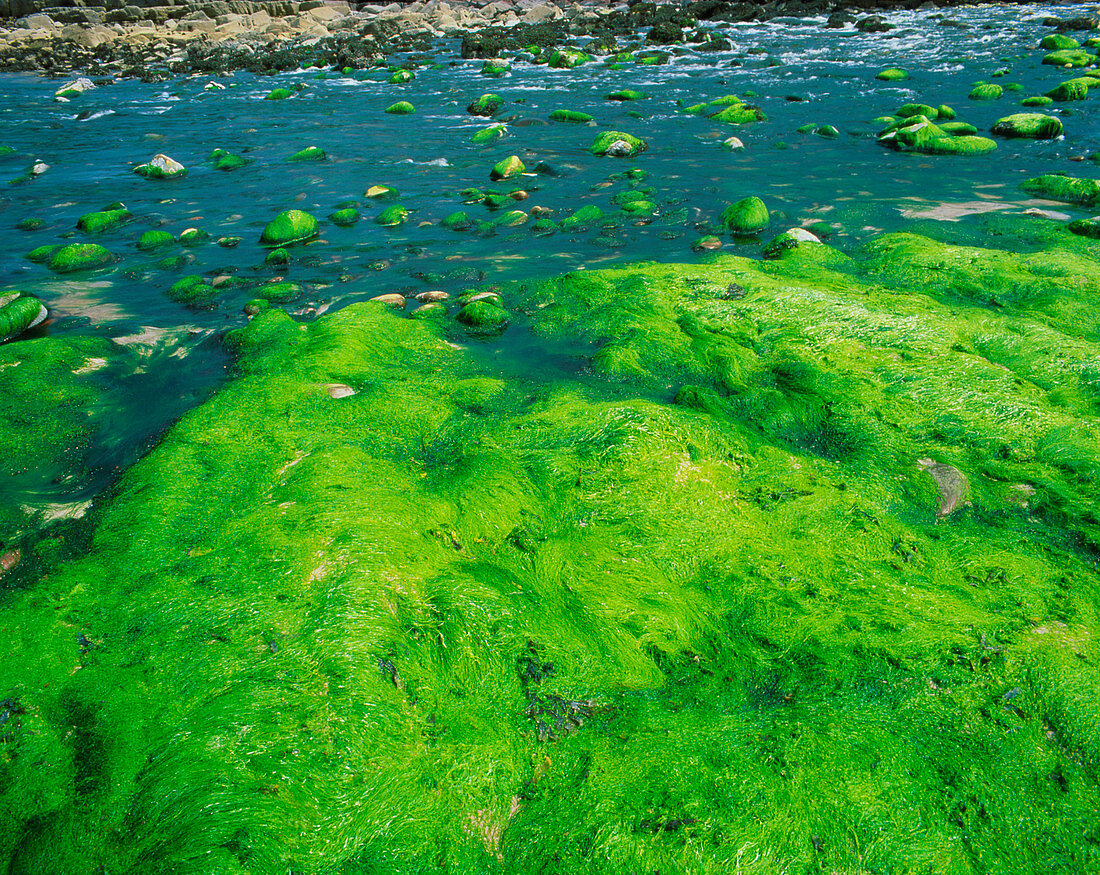 Green algae in estaurine tidal zone