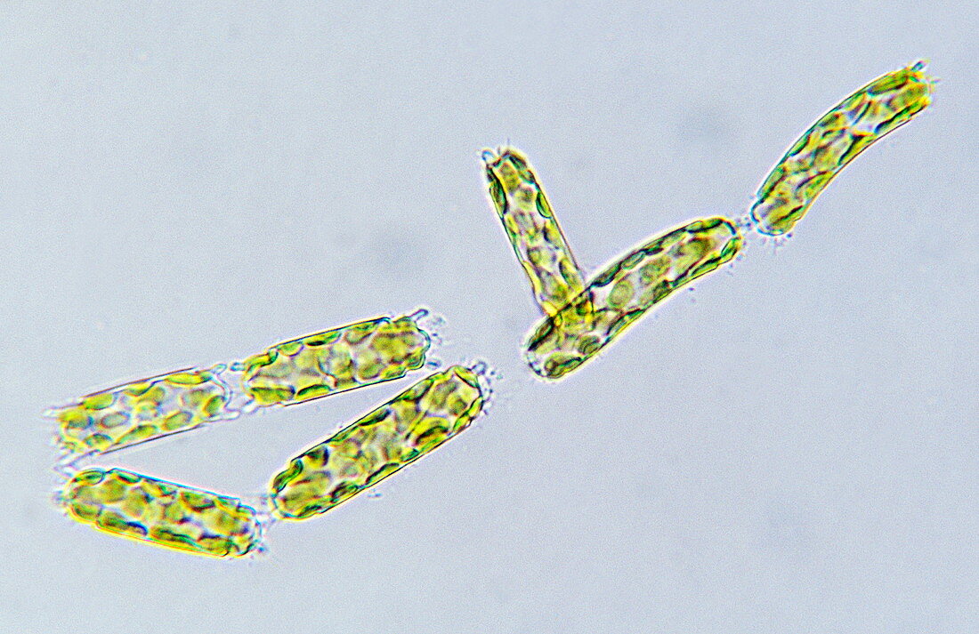 Odontella algae