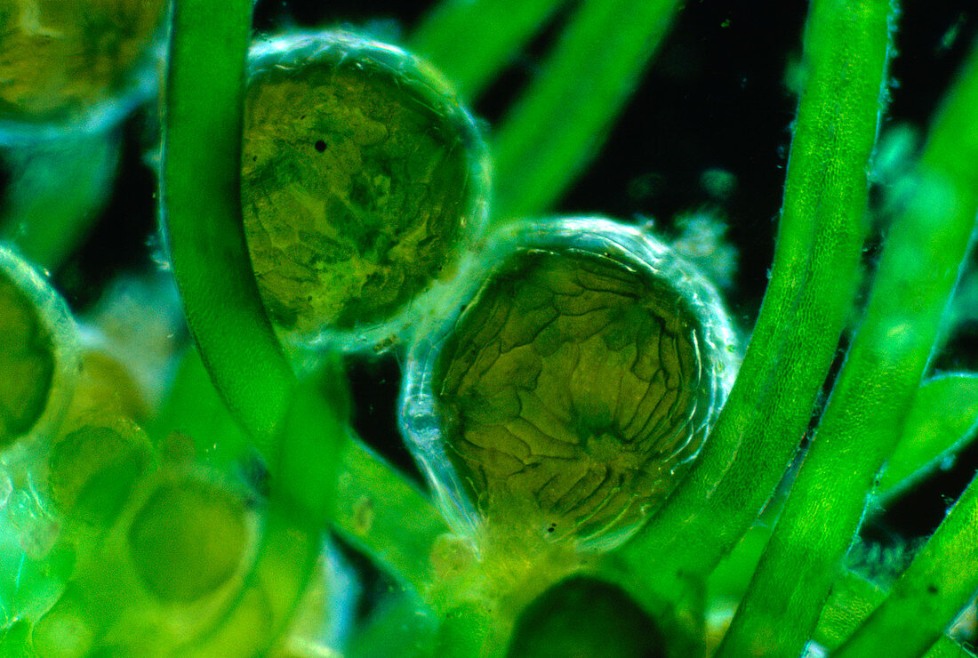 Nitella stonewort