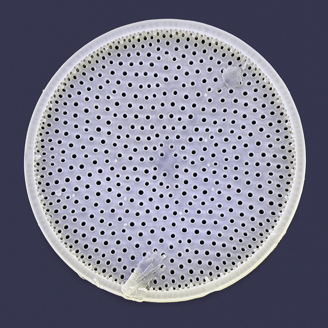 Diatom,SEM