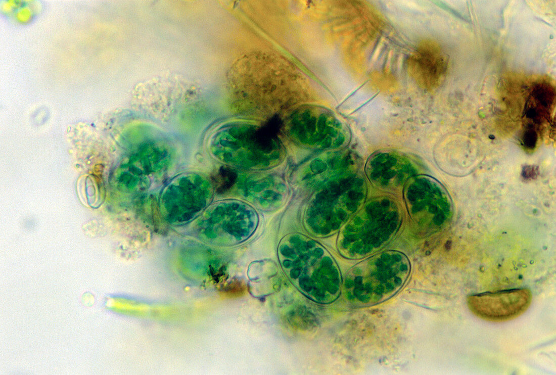 Blue-green alga,Chroococcus
