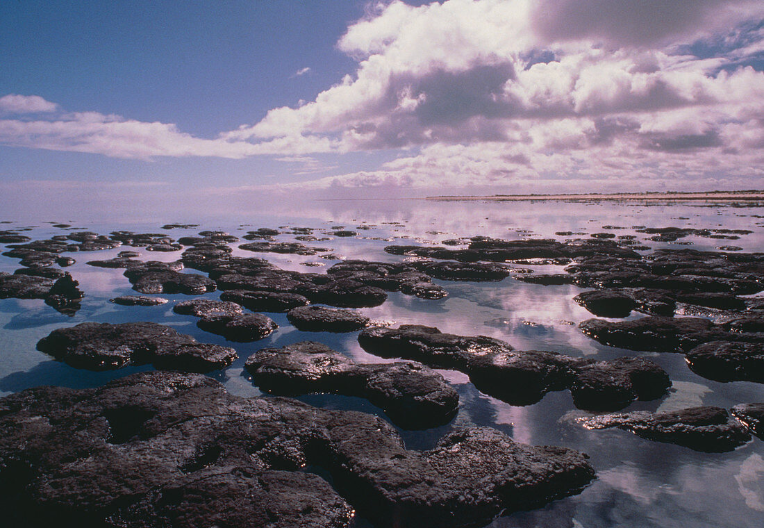 Stromatolite stuctures at Shark Bay