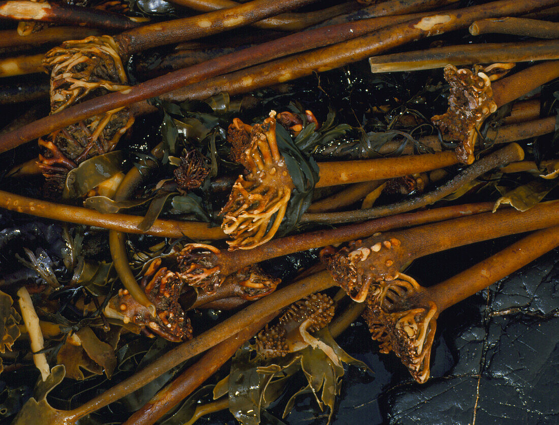 Kelp or brown algae,Laminaria sp