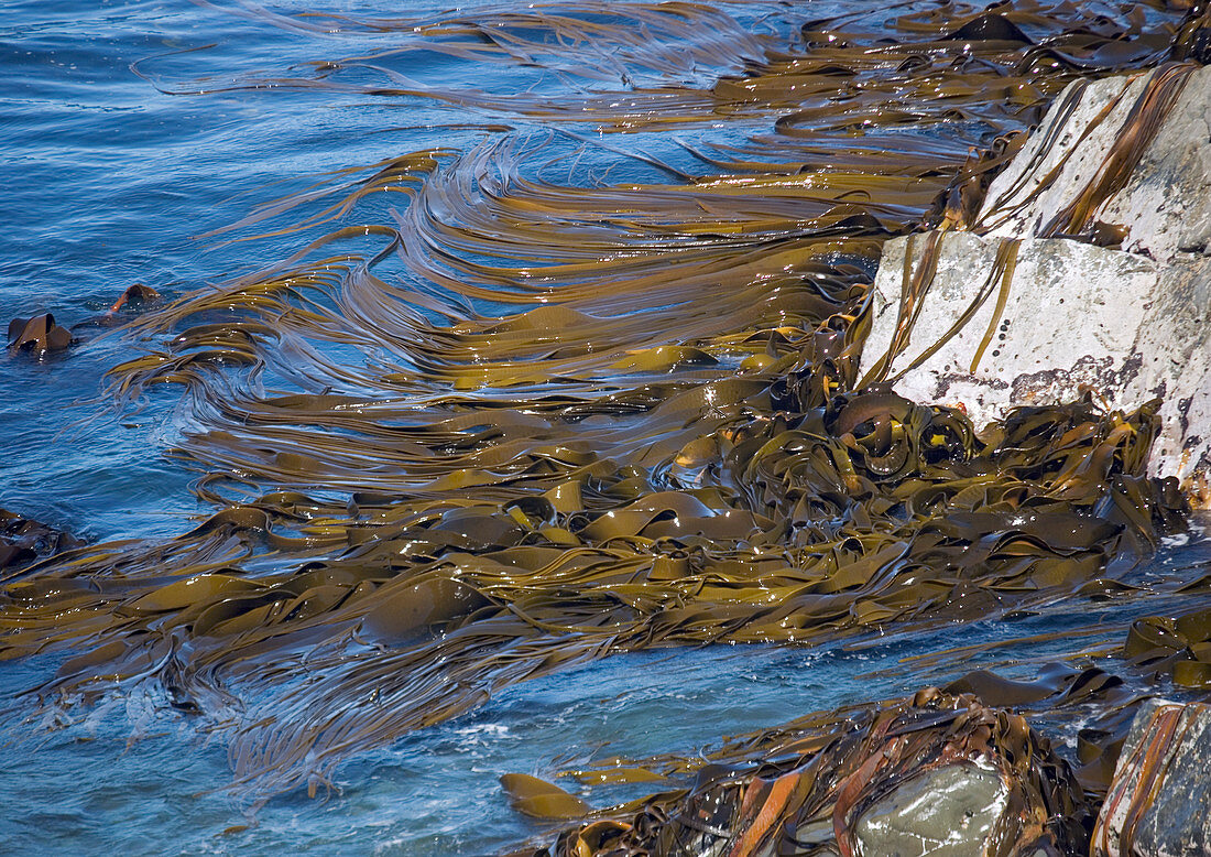 Bull kelp bed