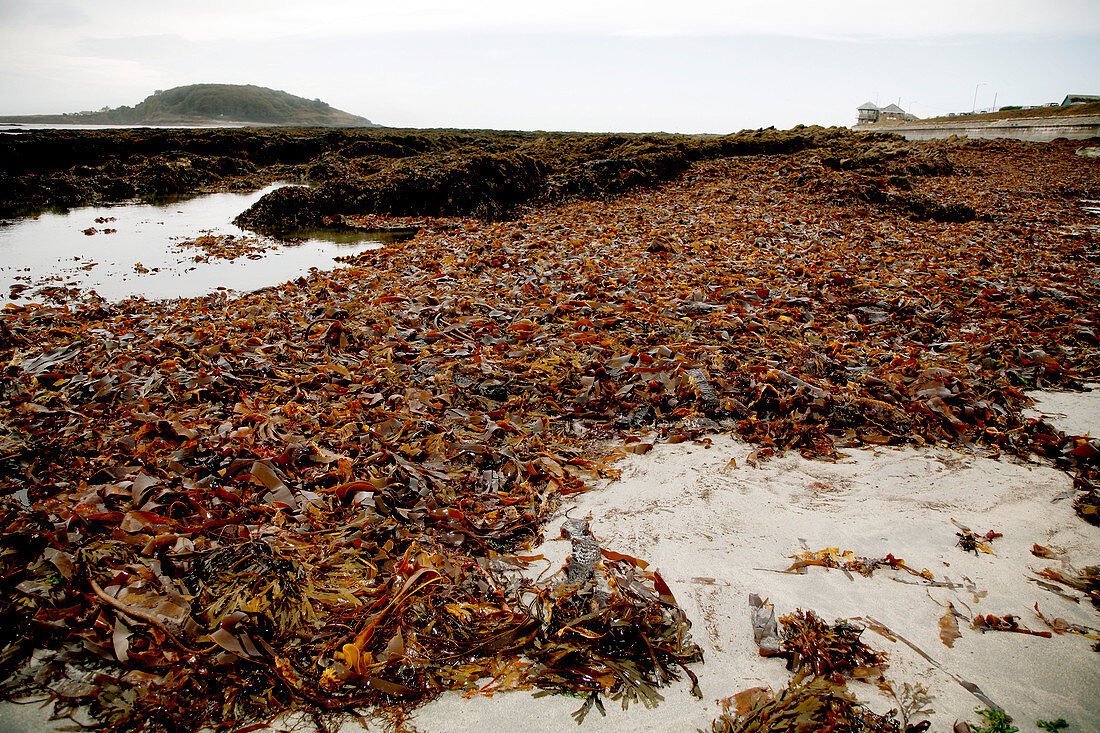 Seaweed covered beach