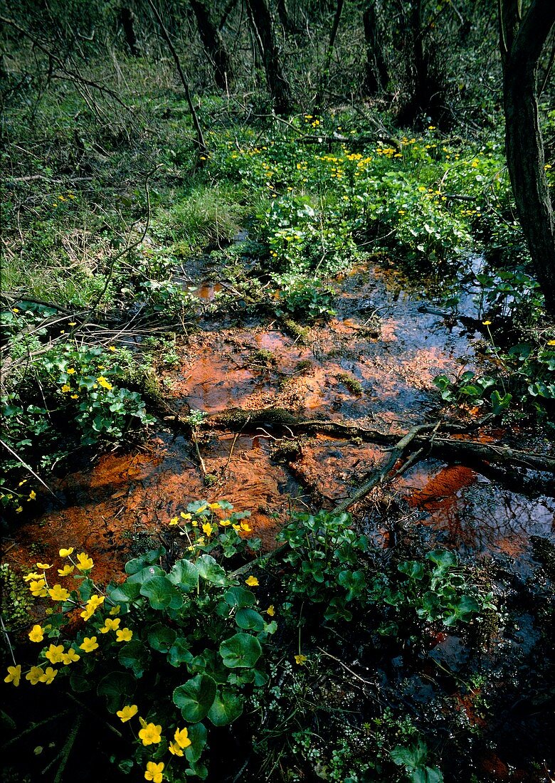 Red slime in pond