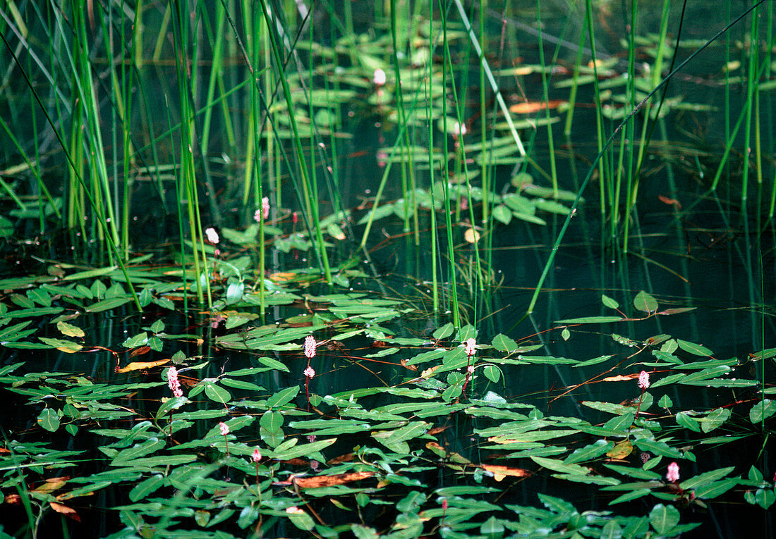 Pond plant community