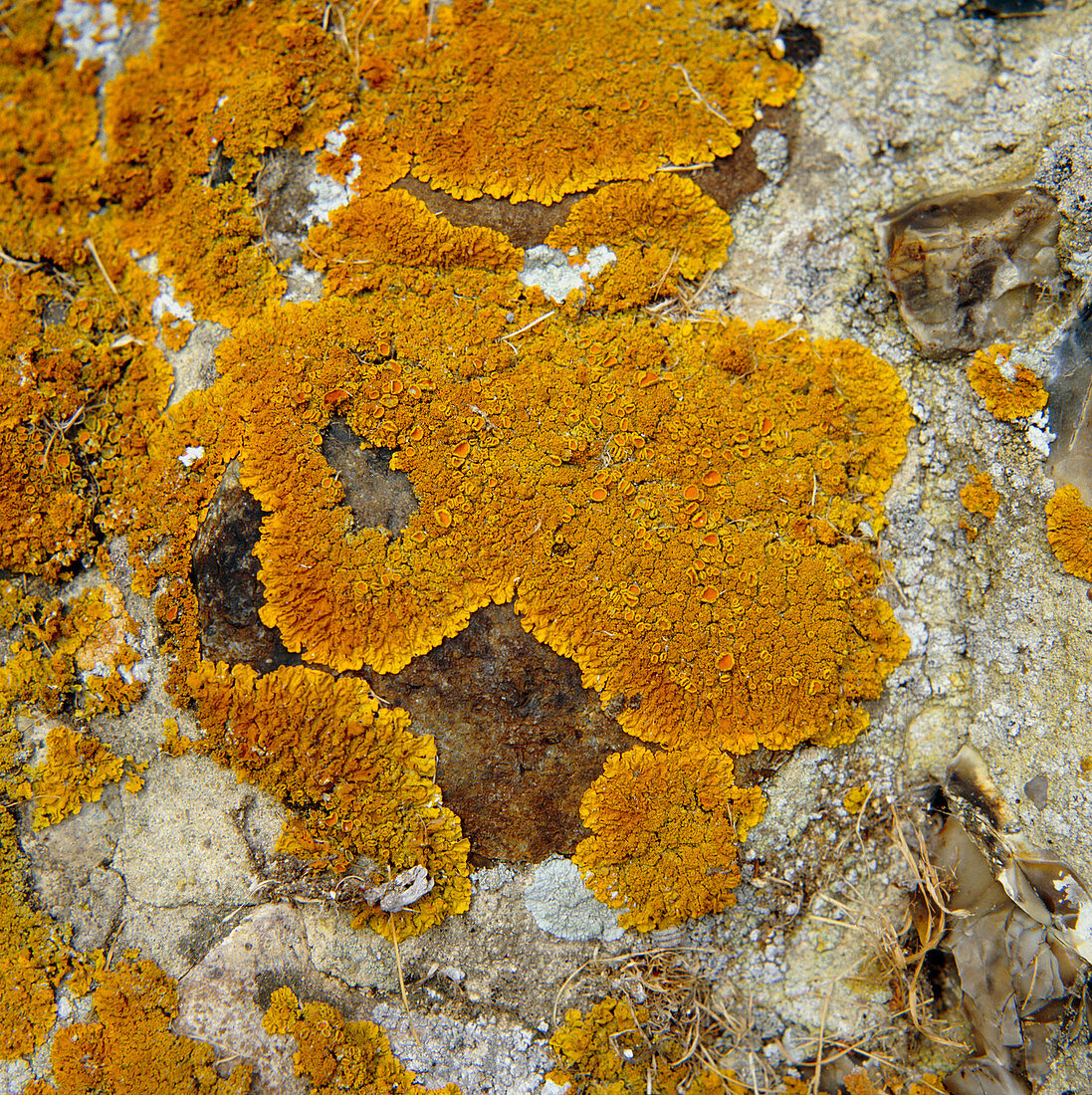 Lichen,Xanthoria aureola