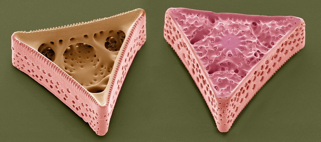 Diatoms,SEM