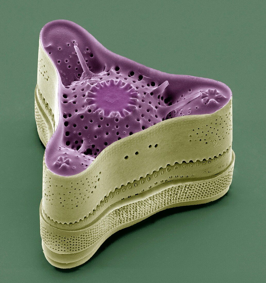 Diatom,SEM