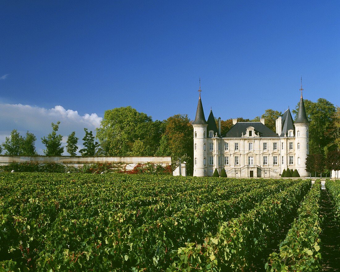 Der Weinberg des Château Pichon-Longueville-Baron in Bordeaux