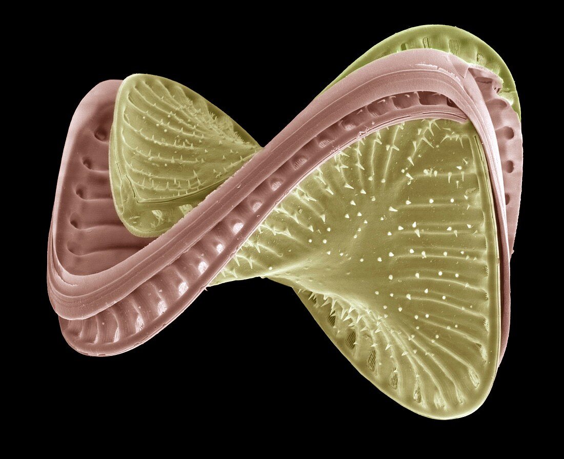 Diatom,SEM