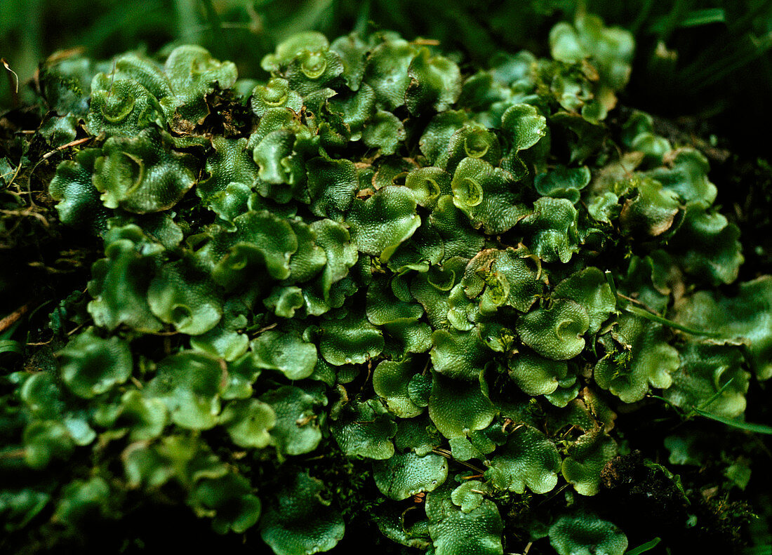 Liverwort plants