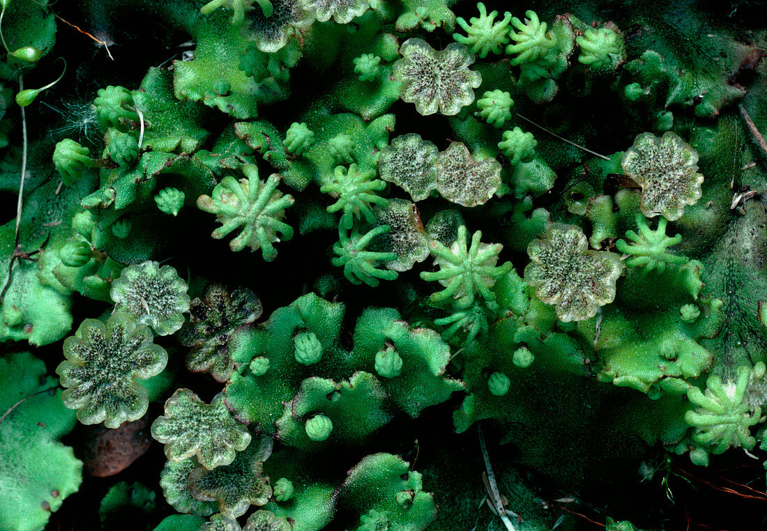 Liverwort,Marcanthia polymorpha