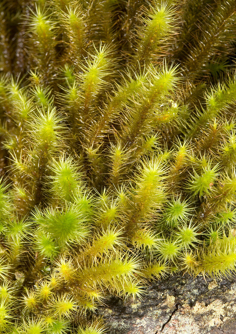 Breutelia pendula moss