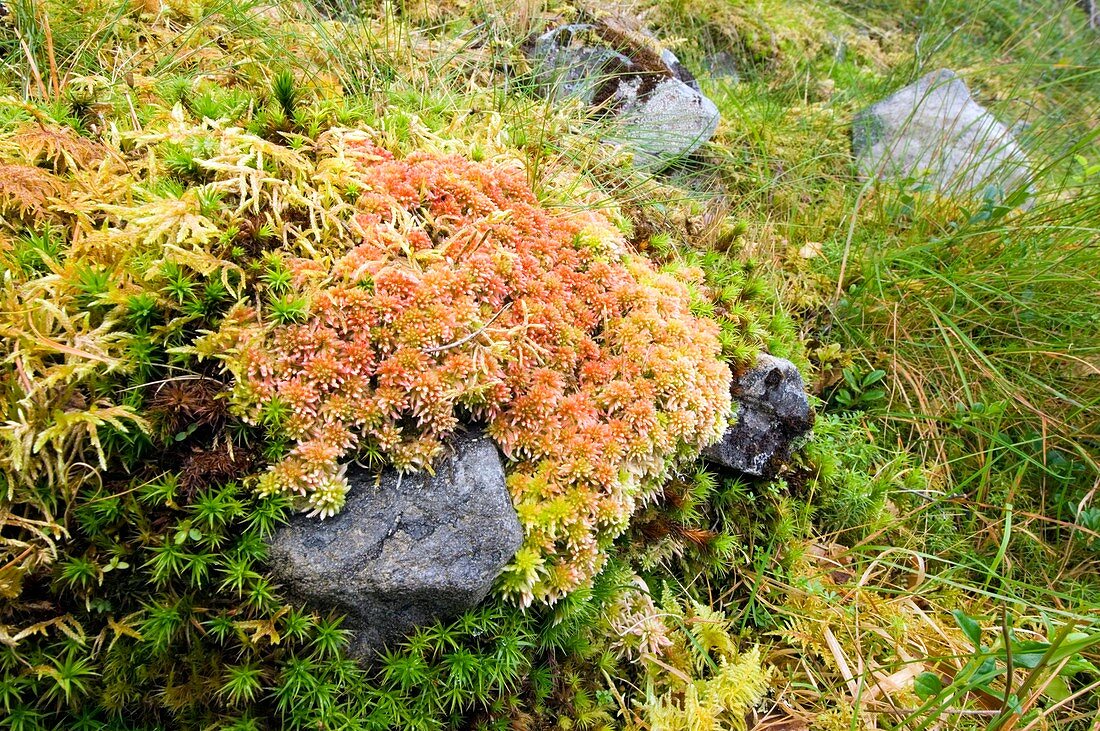Peat moss (Sphagnum sp.)