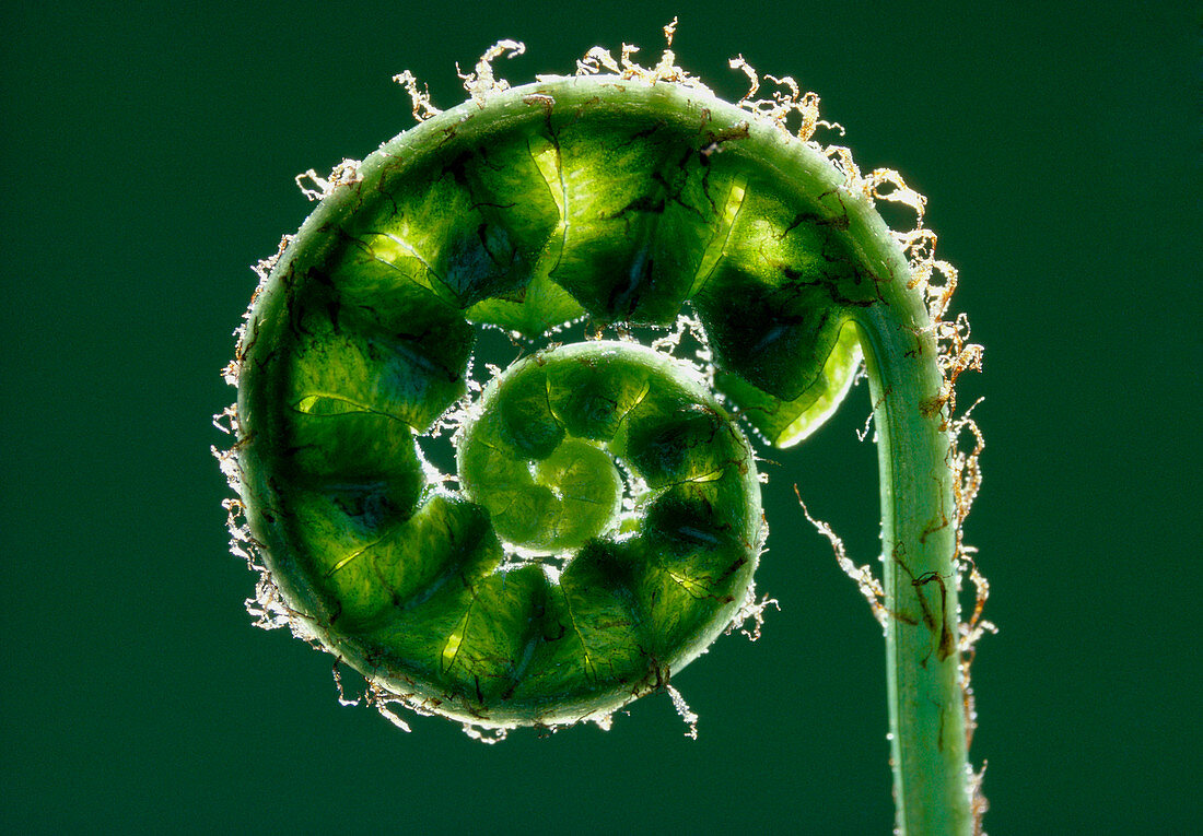 Coiled leaf of Polypodium fern
