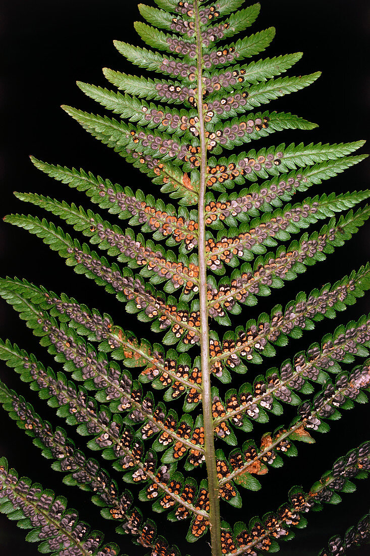 Underside of Dryopteris filix-mas - 'male fern'