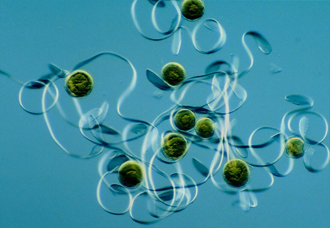Light micrograph of horsetail spores