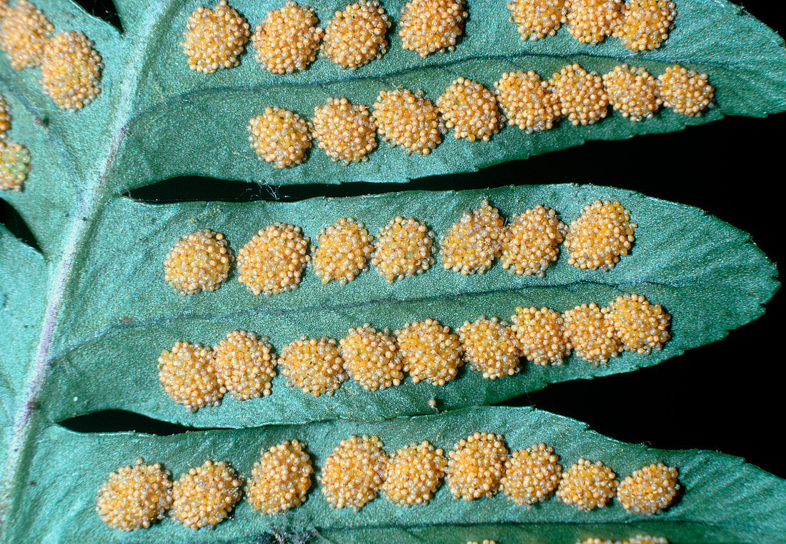 Sporangia on the underside of a fern leaf